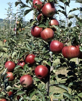 Apfel, Gala Regal Prince, Apfelsorte, Apfel, Kernobst, Obst