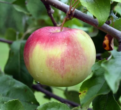 Wealthy, Apfel, Malus, domestica, Alte Apfelsorte