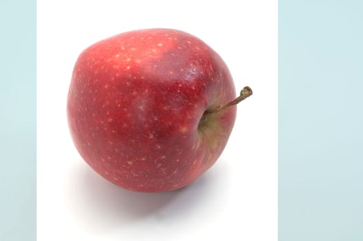 Prince, Apfel, Malus, domestica