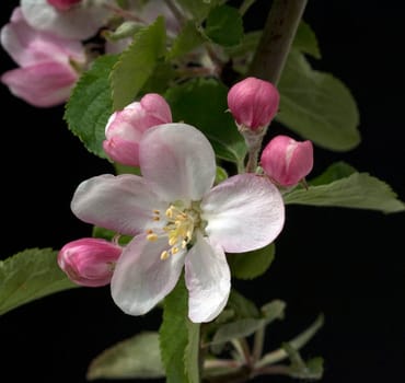 Apfelblueten  Malus