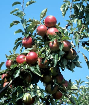 Apfel, Malus domestica, Meelijn