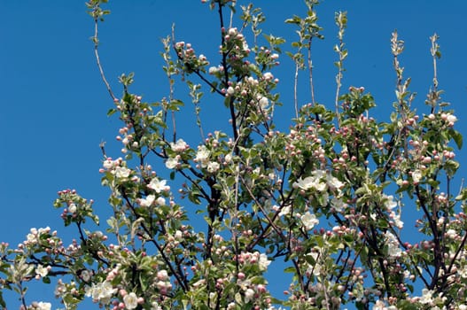 Apfelblueten  Malus