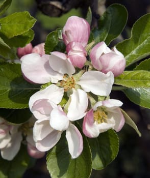 Apfelbluete, Malus, domestica