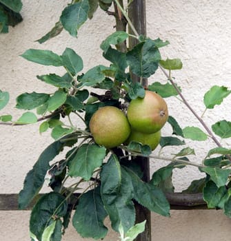 Apfel  Duelmener Rosenapfel