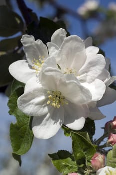 Apfelbluete, Malus, domestica