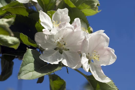 Apfelbluete, Malus, domestica