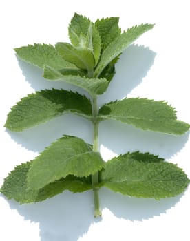 Apfelminze, Pfefferminze, Mentha suaveolens, Wohlriechende Minze, Heilpflanzen