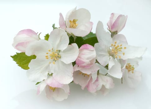Apfelbluete  Apfelblueten  Malus, Apfelbaumblueten