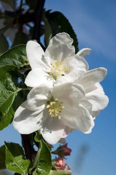Apfelblueten