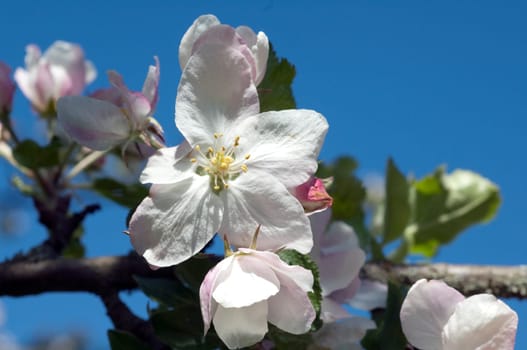 Apfelbaum, Apfelbluete