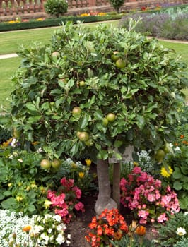 Apfel, Cox Orange