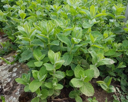 Apfelminze  Pfefferminze  Mentha, suaveolens
