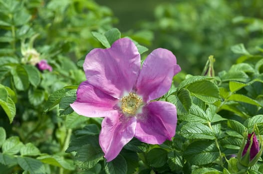 Apfelrose