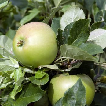 Apfel, James Grieve, Apfelsorte, Apfel, Kernobst, Obst