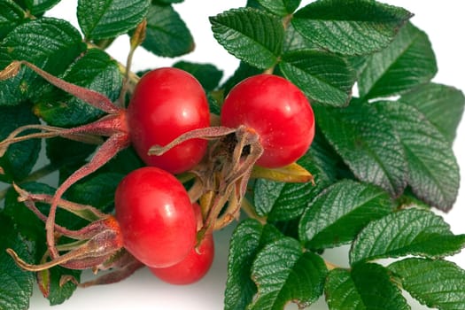 Apfelrose, Rugosa-Rose, Rosa rugosa, Wildrose