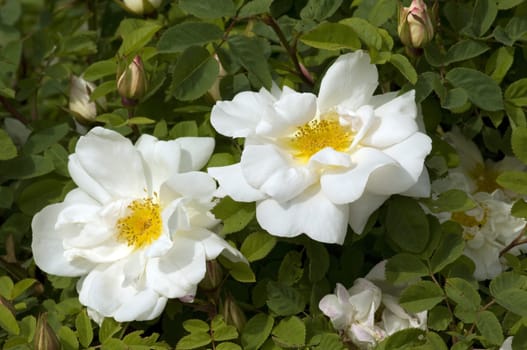 Apfelrose