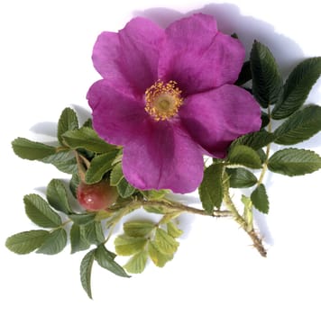 Apfelrose, Rosa, rugosa, Kartoffelrose