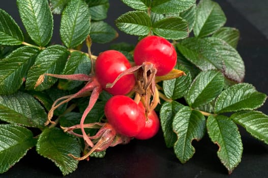 Apfelrose, Rugosa-Rose, Rosa rugosa, Wildrose