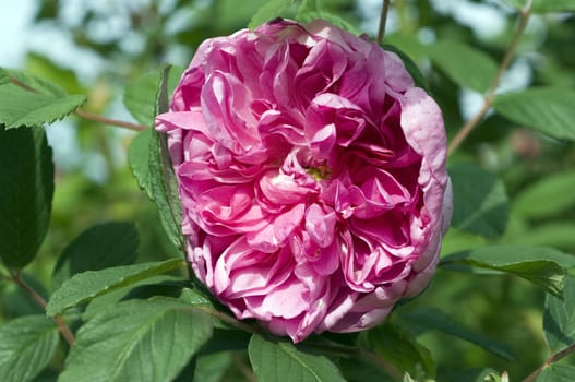 Apfelrose  Georg Will