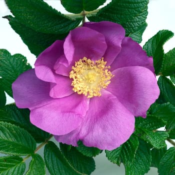 Apfelrose, Rugosa-Rose, Rosa rugosa, Wildrose