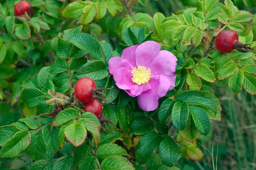 Apfelrose, Rugosa-Rose, Rosa rugosa, Wildrose