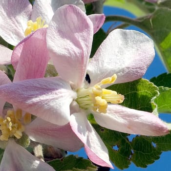 Apfelblueten  Malus