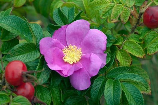 Apfelrose, Rugosa-Rose, Rosa rugosa, Wildrose