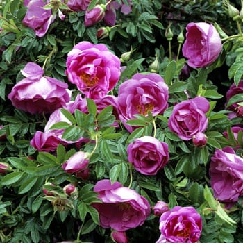 Apfelrose, Strauchrose, Rosa pomifera
