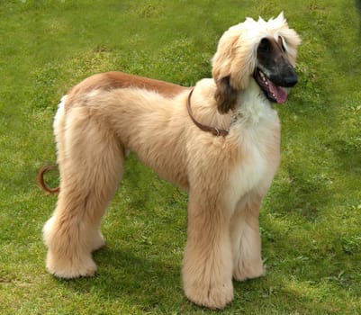 Afghanischer  Windhund