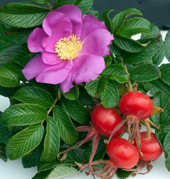 Apfelrose, Rugosa-Rose, Rosa rugosa, Wildrose