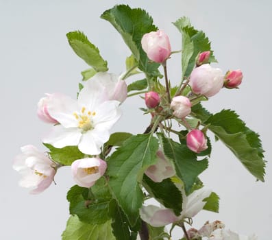 Apfelbluete  Apfelblueten  Malus, Apfelbaumblueten