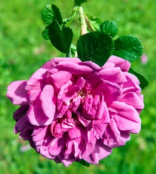 Apfelrose  Rosa rugosa  Hansa