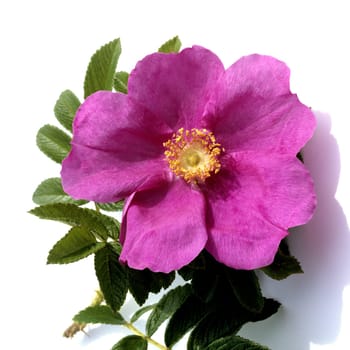 Apfelrose, Rosa, rugosa, Kartoffelrose