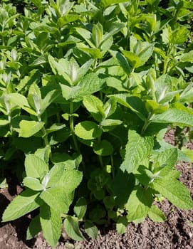 Apfelminze  Pfefferminze  Mentha, suaveolens