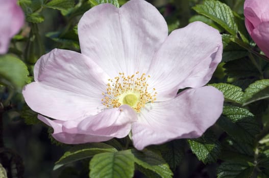 Apfelrose  Frau Dagmar Hastrup, weisse