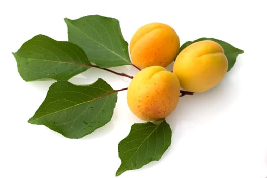 Aprikose, Prunus armeniaca, Heilpflanzen, Fruechte, Obst