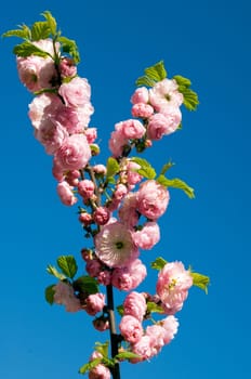 Aprikosebluete  Prunus armeniaca