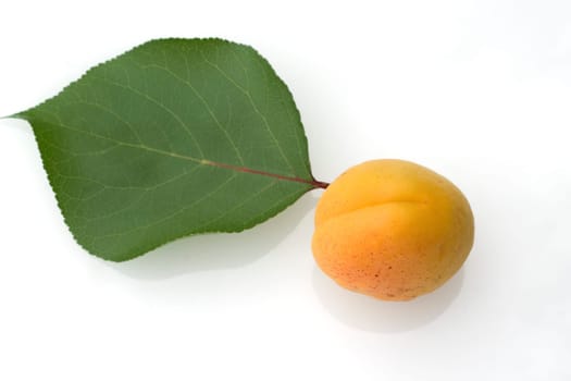 Aprikose, Prunus armeniaca, Heilpflanzen, Fruechte, Obst