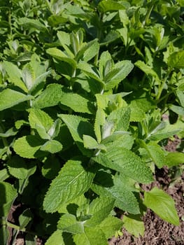 Apfelminze  Pfefferminze  Mentha, suaveolens