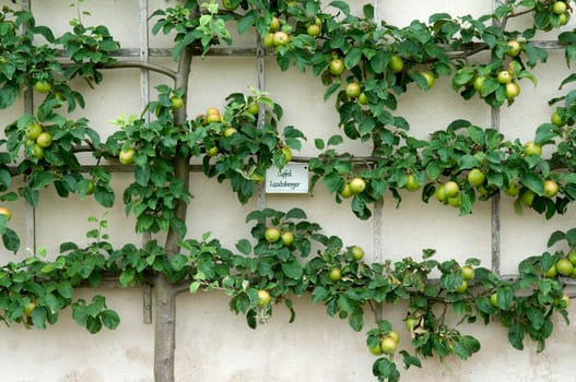 Apfel  Landsberger, Spalier