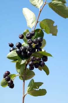 Apfelbeere  Aronia  Schwarze