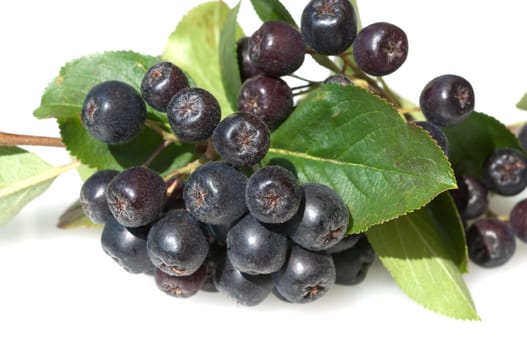 Apfelbeere  Aronia  Schwarze