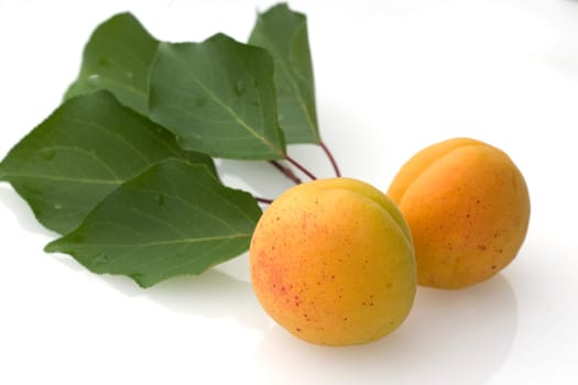 Aprikose, Prunus armeniaca, Heilpflanzen, Fruechte, Obst