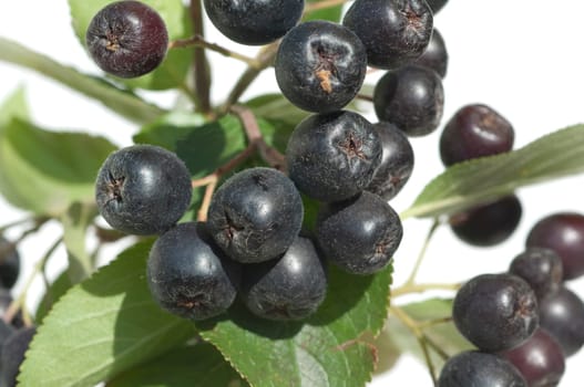 Apfelbeere  Aronia  Schwarze