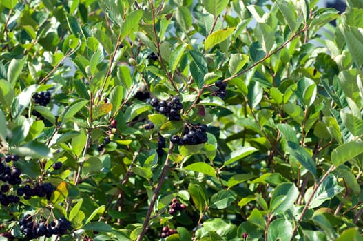 Apfelbeere  Aronia  Schwarze  Apfelbeeren  Zwergvogelbeere