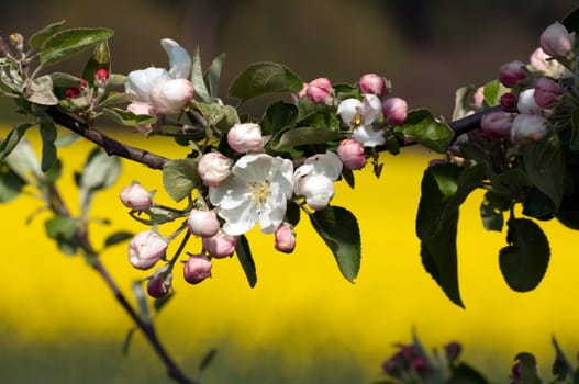 Apfelblueten  Malus