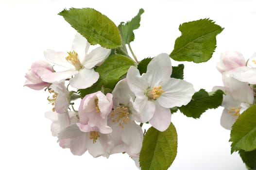 Apfelbluete, Malus domestica
