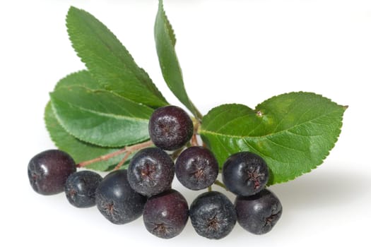 Apfelbeere  Aronia  Schwarze
