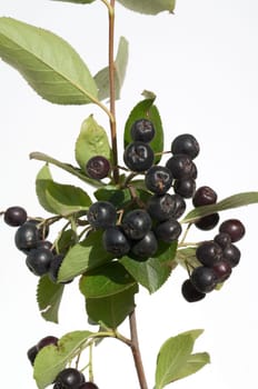 Apfelbeere  Aronia  Schwarze