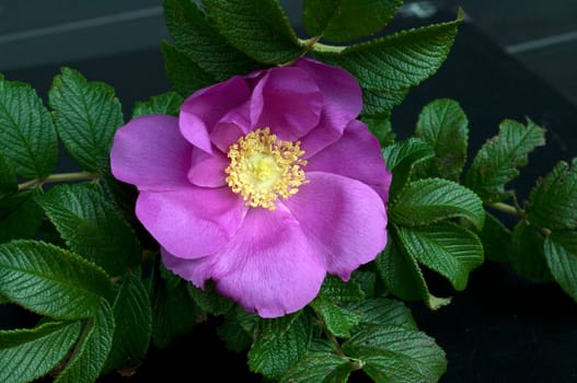 Apfelrose, Rugosa-Rose, Rosa rugosa, Wildrose